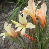 Gladiolus miniates